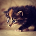 Дарья Анатольевна аватар